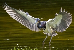 Tricolored Heron _0011