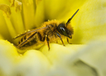 Andrena flavipes (m)