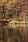 Golden Pond -2
