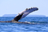 Humpback Whale pectoral fin close, Drake Bay, Costa Rica