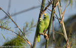 Yellow-Crowned Parrot