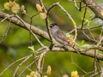 Blackcap