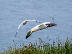 Gannet