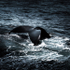 whale tail [vintage]
