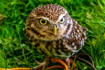 little owl  athena noctua-7262