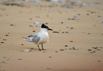 Sandwich Tern