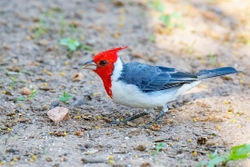 crested cardinal 1