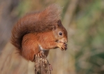 Red Squirrel