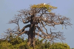 Baobab tree.