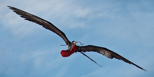 Frigate Bird with Nesting Material