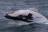 0A3A2607. Humpback Breach 6