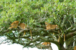 Tree Lions Serengeti 2