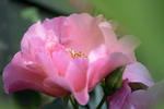 20th June Rosa
