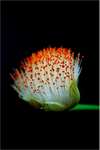 Tropical Flower