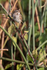 Savannah Sparrow, Viera Wetlands, Florida