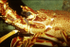 Crawfish