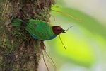Bay-headed Tanager collecting nest material at La Paz Gardens