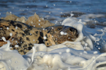 Atlantic Grey Seal