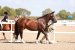 Class 707 - IH groom Helpers Class portfolio