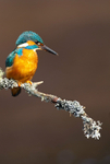 KINGFISHER no 7