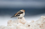 Snow Bunting