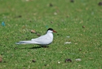 Arctic Tern
