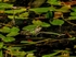 Edible Frog