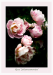 Rosa 'Juhannusmorsian' 1