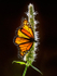 MONARCH-ON-ANISE-HYSSOP