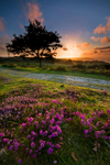 z1423 Heather at Sunset, Ventnor Down