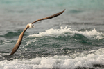 Blue-footed Booby over choppy water, San Cristobal, Galapagos