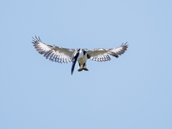 Pied Kingfisher hovering