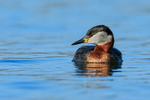 Red-necked Grebe, Farmoor Reservoir