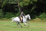 Working Hunter Championship portfolio