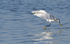 Aigrette Garzette