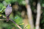 Roadside Hawk watches from perch, Costa Rica