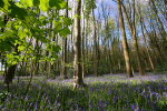 Blue Bells, Somerset _S104