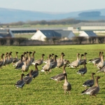 Pink-footed Geese