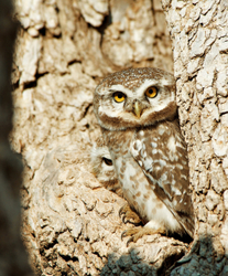 Owl couple Chatra Sagar