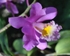 Purple Orchid