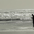 Shell seeker, Muriwai