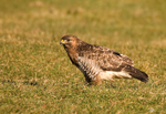 Common Buzzard