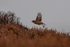 Stonechat in flight.    ref 5002