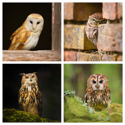 Owls