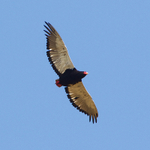 Bateleur portfolio