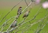 Spanish Sparrow