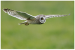 Short Eared Owl Fly By 