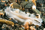 Prostheceraeus vittatus