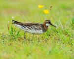 Red-necked Phalarope (male) with insect, Iceland