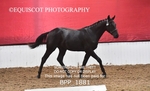 BPP_1881